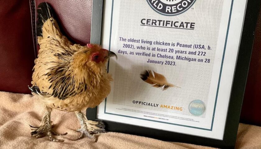 21 Peanut World Record Oldest Chicken