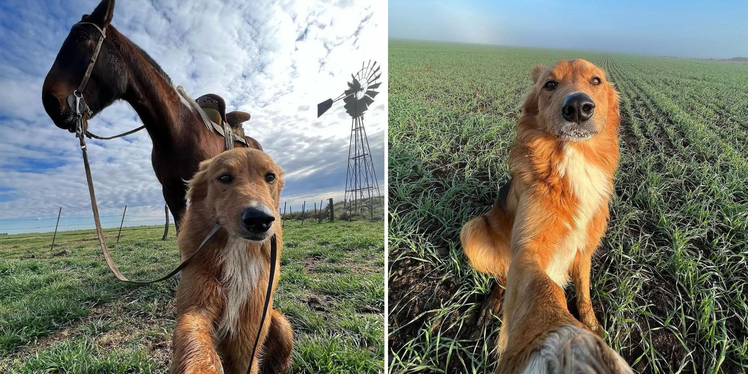 Dog Viral Selfies Farm