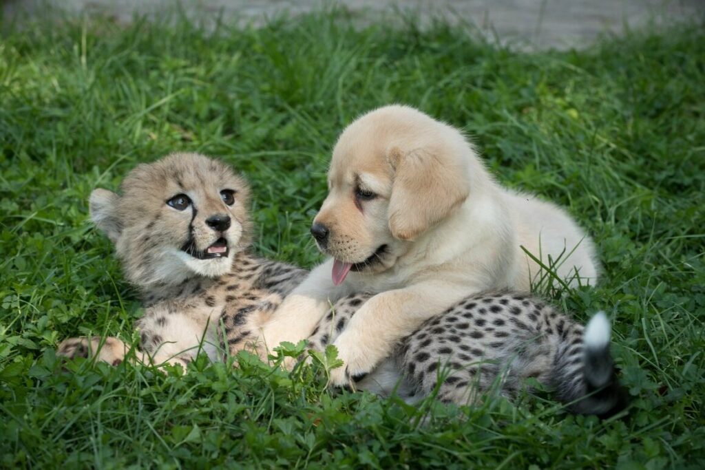 Cheetahs Support Dogs Shy