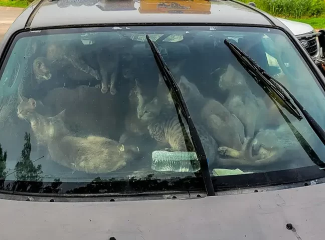Cats car