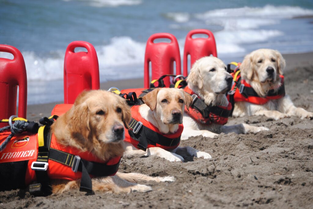 Lifeguard Trained Dogs Lives