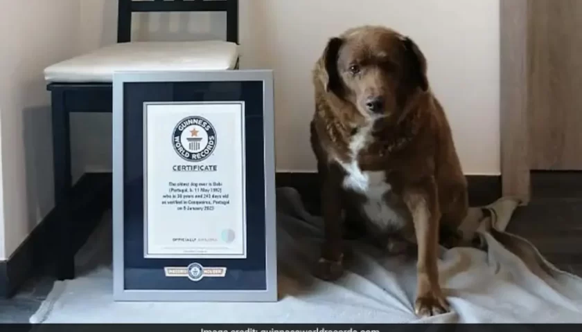 Bobi World Oldest Dog Guinness World Record