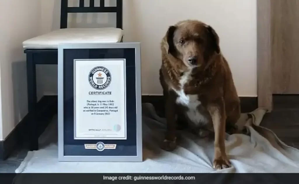 Bobi World Oldest Dog Guinness World Record