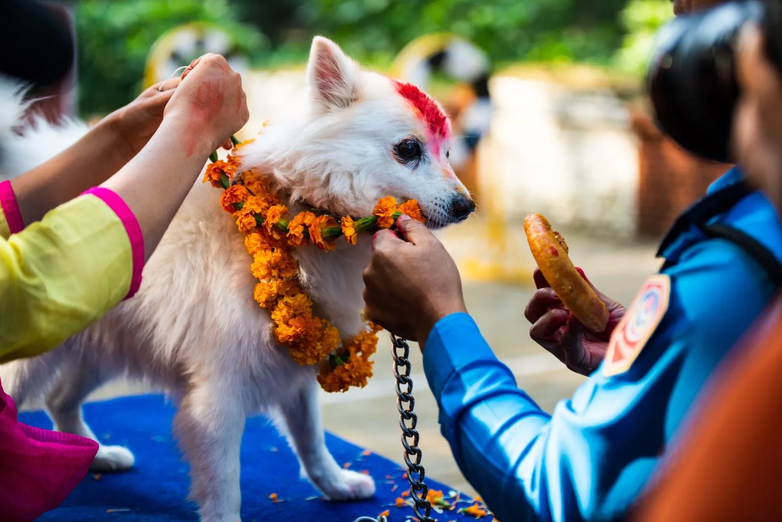 Festival Kukur Tihar Dogs